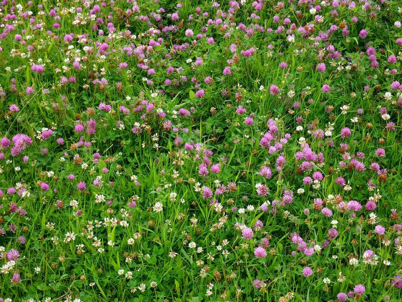 Trifolium pratense – rode Klaver - bodembedekker-giftig-waardplant-voor-welke-insecten-bijen-vlinders
